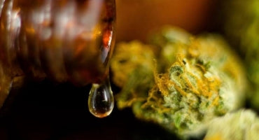 CBD Extraction 101: Methods & Processes Explained